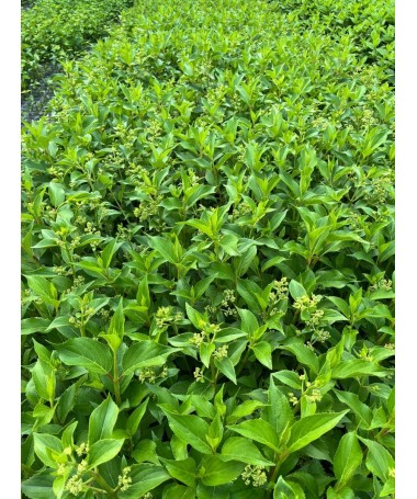 Hortenzie latnatá 'Kyushu' C2