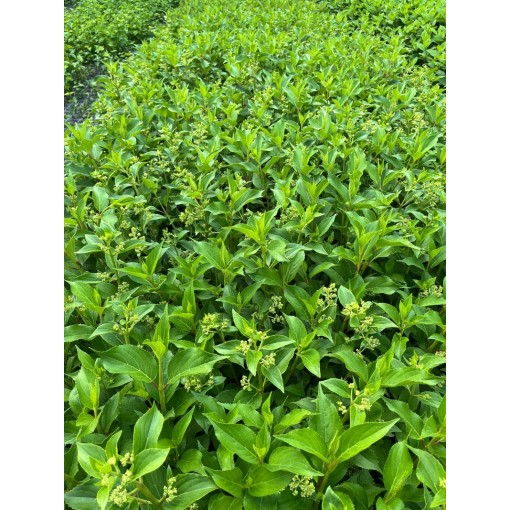 Hortenzie latnatá 'Kyushu' C2