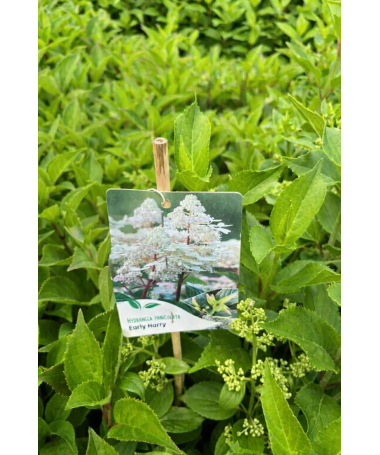 Hortenzie latnatá 'Early Harry' P9/C1