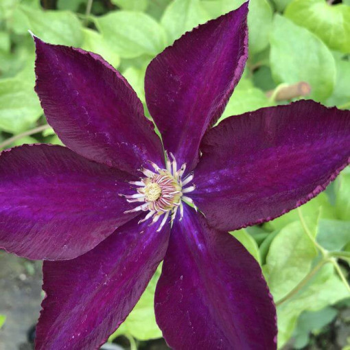 Clematis 'Lech Kaczyński', 4L květináč