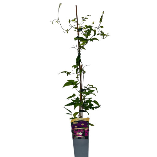 Clematis 'Lech Kaczyński', 4L květináč