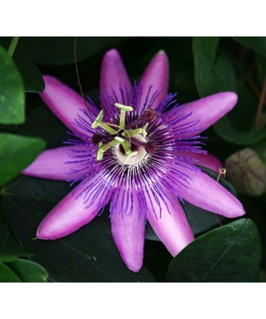 Passiflora (mučedník) Lavender Lady C2