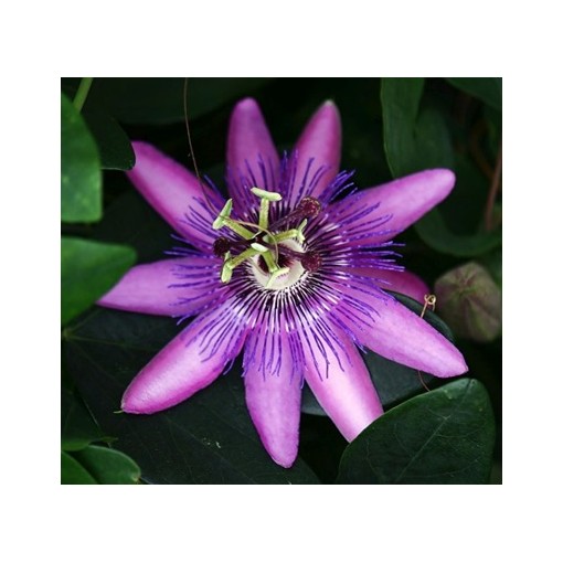 Passiflora (mučedník) Lavender Lady C2