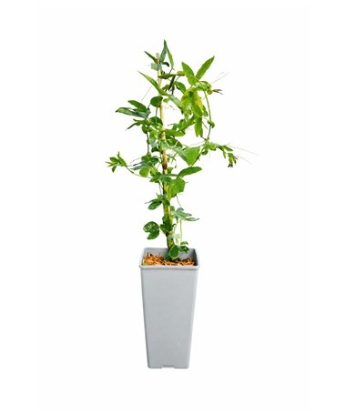 Passiflora (mučedník) Lavender Lady C2