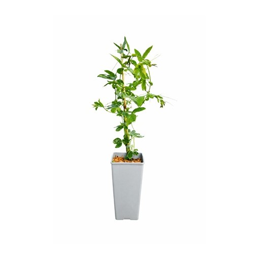 Passiflora (mučedník) Lavender Lady C2