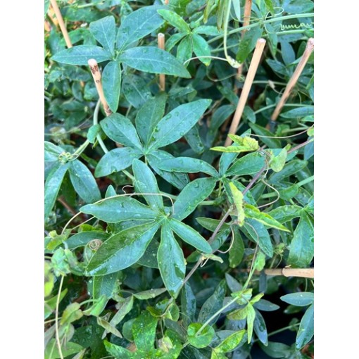 Passiflora (mučedník) Lavender Lady C2