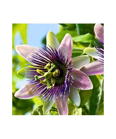 Mučedník (Passiflora) 'Purple Haze'