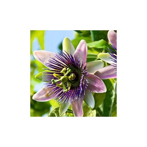 Mučedník (Passiflora) 'Purple Haze'