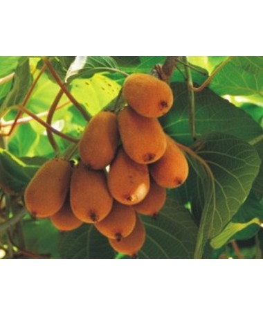 Kiwi Aktinidie deliciosa Jenny SAMOSPRAŠNÁ C2