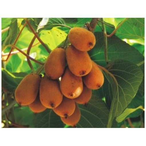 Kiwi Aktinidie deliciosa Jenny SAMOSPRAŠNÁ C2