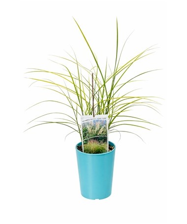 Čínská miscanthus 'Ferner Osten' C4