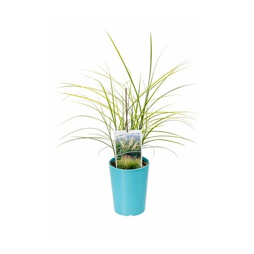 Čínská miscanthus 'Ferner Osten' C4