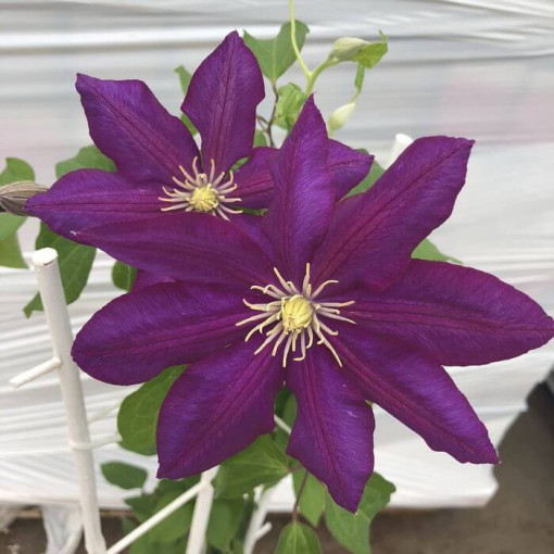Clematis 'Lech Kaczyński', 2L květináč