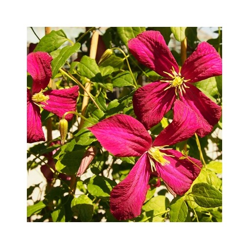 Clematis viticella 'Rubra' C2