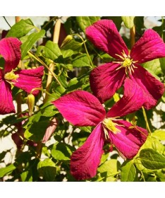 Clematis viticella 'Rubra' C2