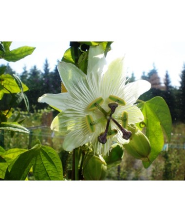Mučenka (Passiflora) 'Constance Elliott' P9/C1