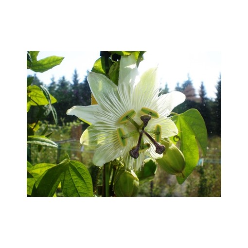 Mučenka (Passiflora) 'Constance Elliott' P9/C1
