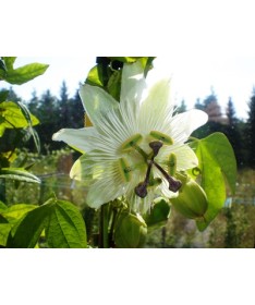 Mučenka (Passiflora) 'Constance Elliott' P9/C1