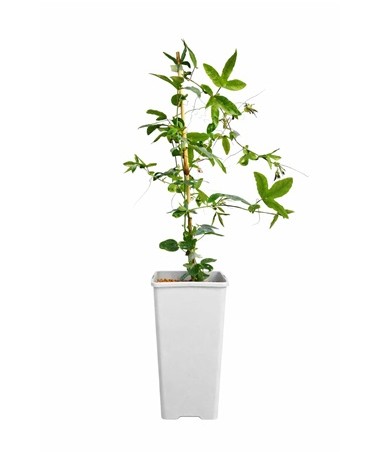Mučenka (Passiflora) 'Constance Elliott' P9/C1