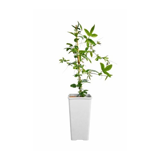 Mučenka (Passiflora) 'Constance Elliott' P9/C1