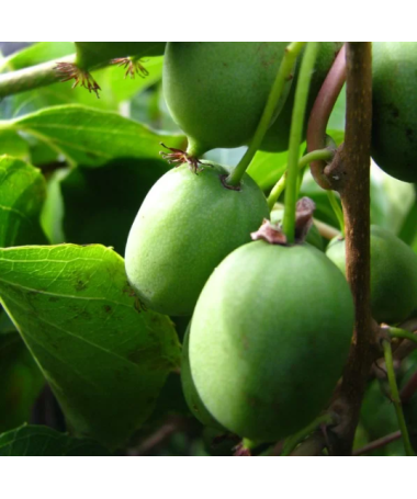 Kiwi Aktinidie Sientiabrskaja (pestrá) C2