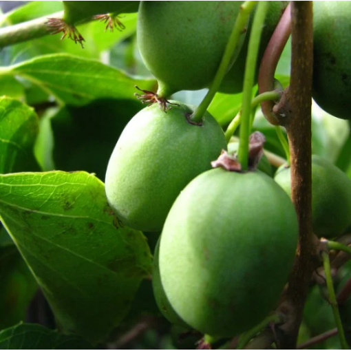 Kiwi Aktinidie Sientiabrskaja (pestrá) C2