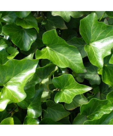 Irský břečťan, 4L květináč