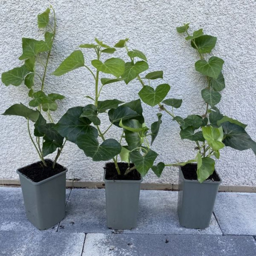 Irský břečťan, 4L květináč