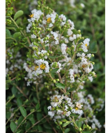 Lagerstroémie indická 'White' (Bez poledního slunce) (Mřížka) C6