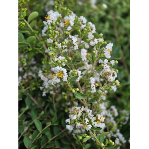 Lagerstroémie indická 'White' (Bez poledního slunce) (Mřížka) C6
