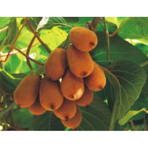 Kiwi Aktinidie deliciosa Jenny SAMOSPRAŠNÁ C6