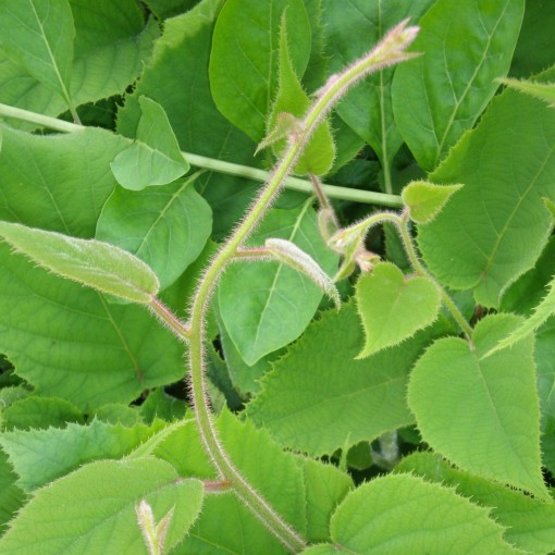 Kiwi Aktinidie deliciosa Jenny SAMOSPRAŠNÁ C6