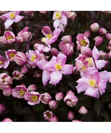 Clematis Montana Fragrant Spring Mayleen (horský) C2