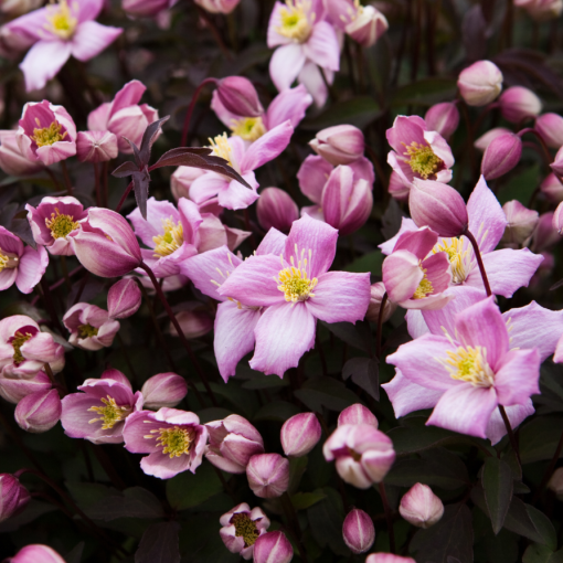 Clematis Montana Fragrant Spring Mayleen (horský) C2