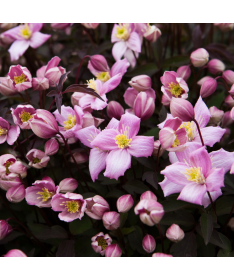 Clematis Montana Fragrant Spring Mayleen (horský) C2