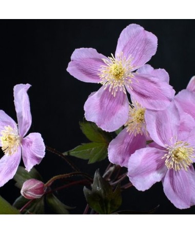 Clematis Montana Fragrant Spring Mayleen (horský) C2