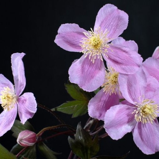 Clematis Montana Fragrant Spring Mayleen (horský) C2
