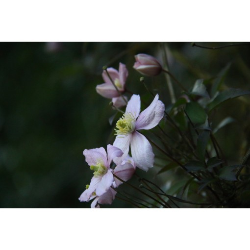 Clematis Montana Fragrant Spring Mayleen (horský) C2