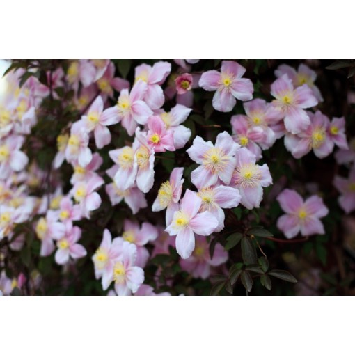 Clematis Montana Fragrant Spring Mayleen (horský) C2