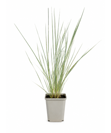 Třtina ostrokvětá Calamagrostis × acutiflora ‘Overdam’ P9/C1