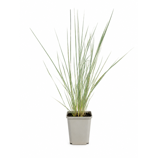 Třtina ostrokvětá Calamagrostis × acutiflora ‘Overdam’ P9/C1