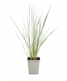 Třtina ostrokvětá Calamagrostis × acutiflora ‘Overdam’ P9/C1