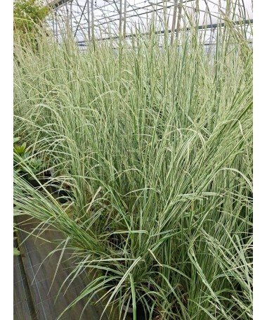 Třtina ostrokvětá Calamagrostis × acutiflora ‘Overdam’ P9/C1