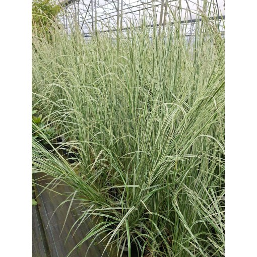 Třtina ostrokvětá Calamagrostis × acutiflora ‘Overdam’ P9/C1