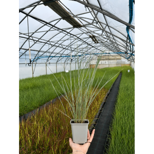 Třtina ostrokvětá Calamagrostis × acutiflora ‘Overdam’ P9/C1