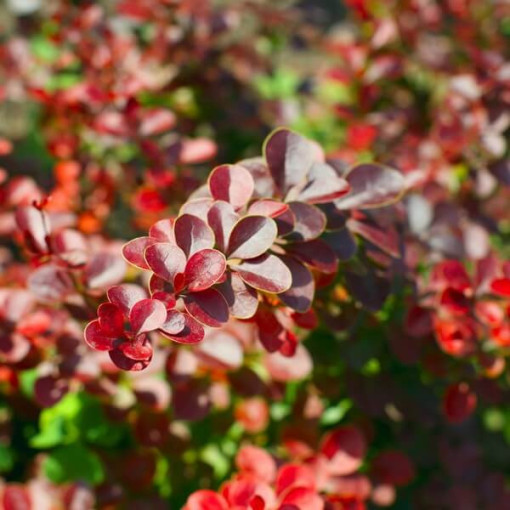 Berberis Thunbergii 'Hellmond Pilar' květináč, 2L