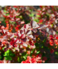 Berberis Thunbergii 'Hellmond Pilar' květináč, 2L