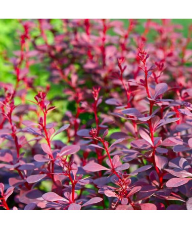 Berberis Thunbergii 'Atropurpurea Nana' květináč, 2L