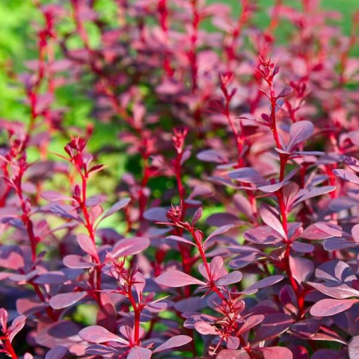 Berberis Thunbergii 'Atropurpurea Nana' květináč, 2L