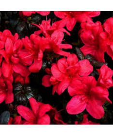 Rododendron (Azalka) 'Marushka' květináč, 2L